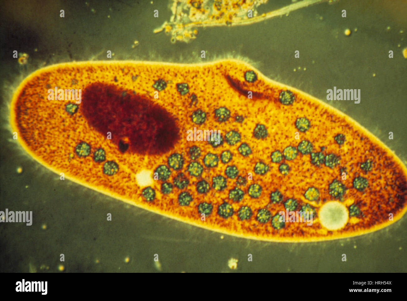 Detail Gambar Paramecium Sp Nomer 38