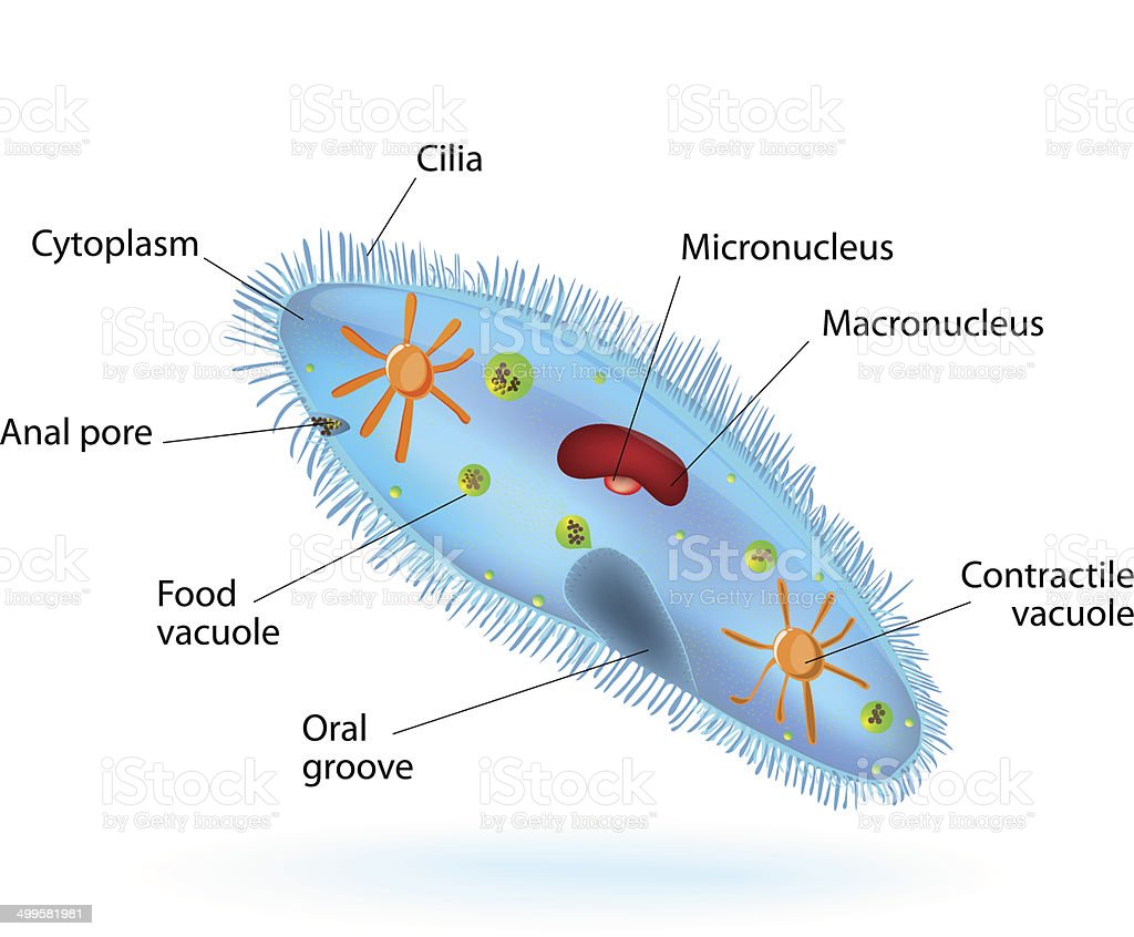 Detail Gambar Paramecium Sp Nomer 39