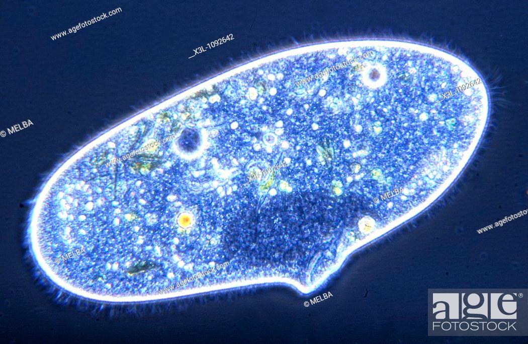 Detail Gambar Paramecium Sp Nomer 40