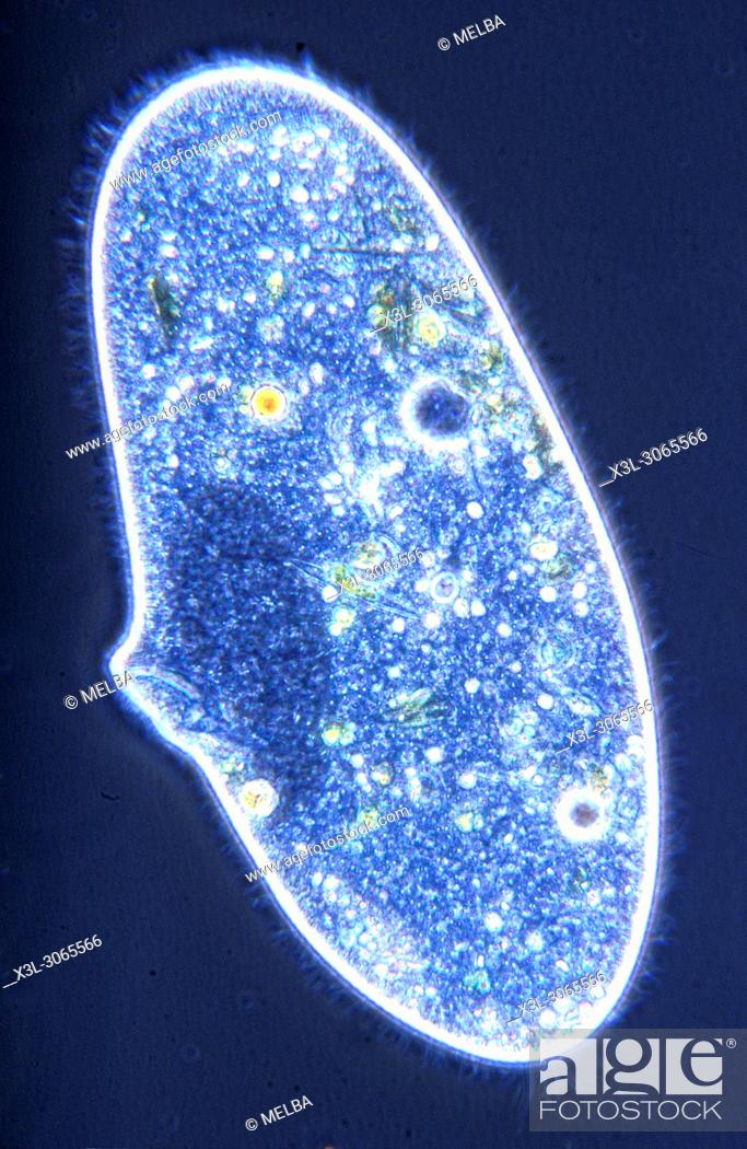 Detail Gambar Paramecium Sp Nomer 42