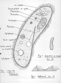 Detail Gambar Paramecium Sp Nomer 6