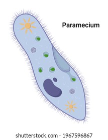 Detail Gambar Paramecium Sp Nomer 44