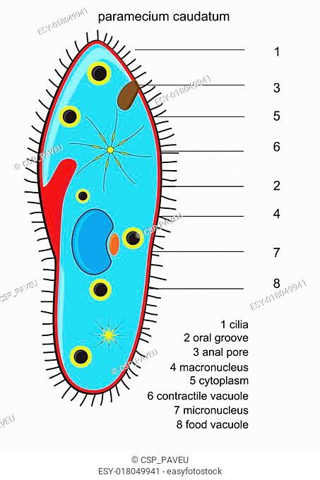 Detail Gambar Paramecium Sp Nomer 46
