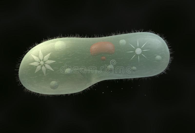 Detail Gambar Paramecium Sp Nomer 48