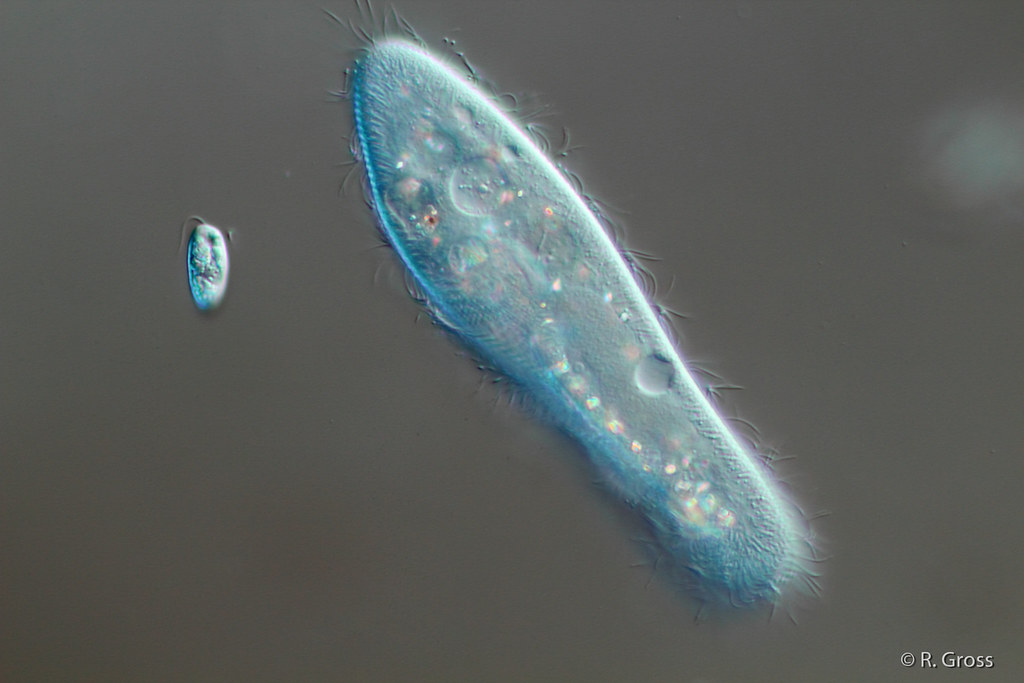 Detail Gambar Paramecium Sp Nomer 50