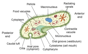 Detail Gambar Paramecium Sp Nomer 7