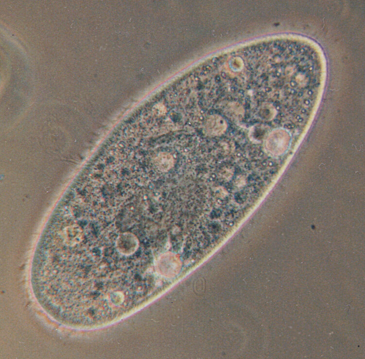 Detail Gambar Paramecium Sp Nomer 8