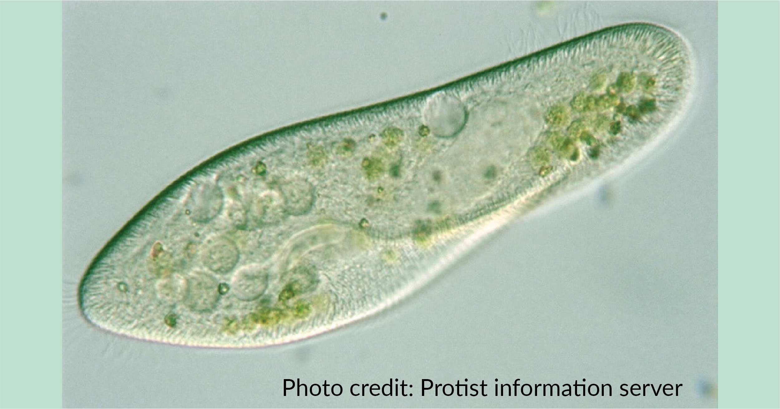 Detail Gambar Paramecium Sp Nomer 9