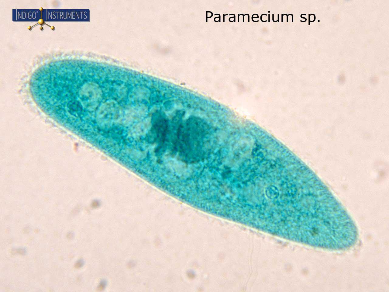 Detail Gambar Paramecium Sp Nomer 10