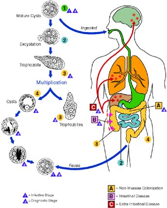 Detail Gambar Parasit Diare Nomer 25