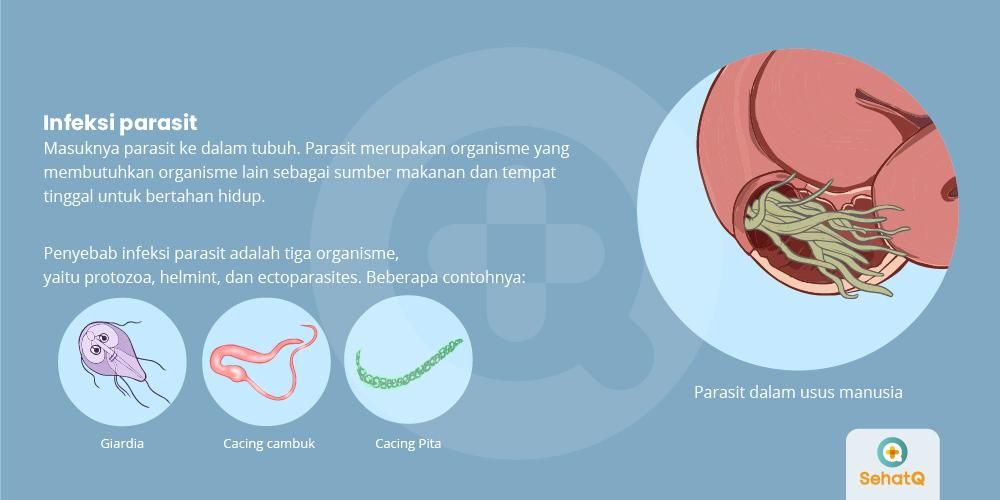 Detail Gambar Parasit Diare Nomer 5