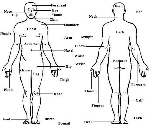 Detail Gambar Part Of Body Nomer 13