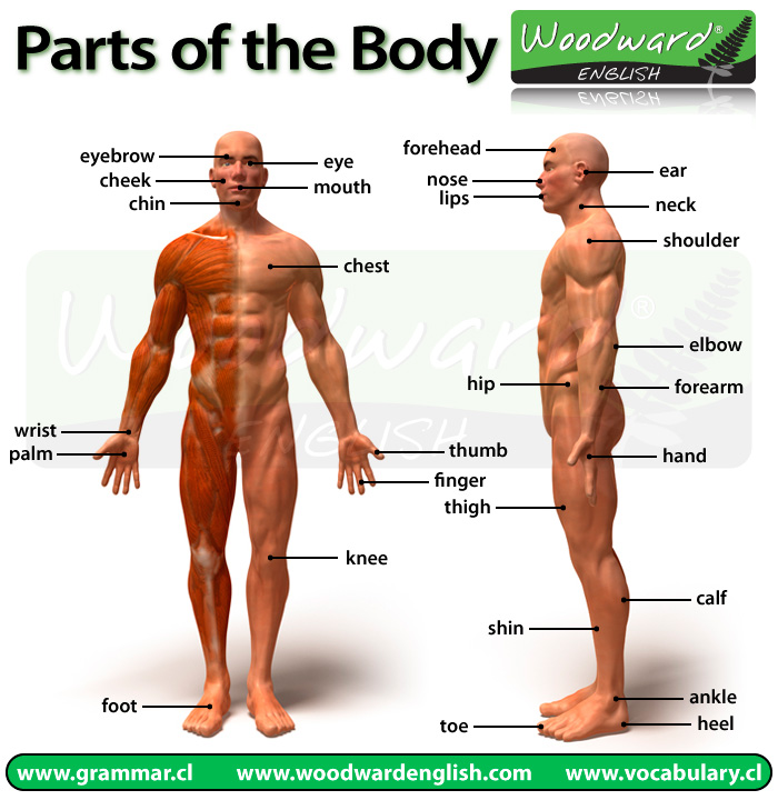 Detail Gambar Part Of Body Nomer 27