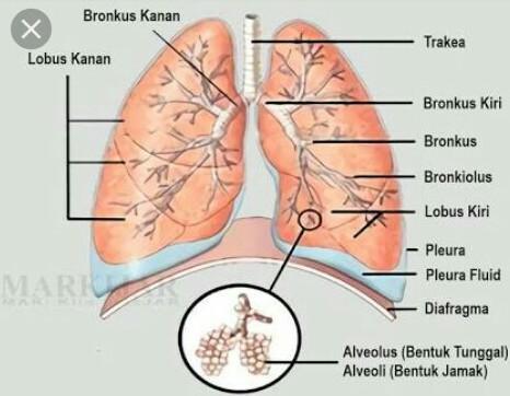 Detail Gambar Paru Paru Dan Bagian Bagiannya Nomer 13