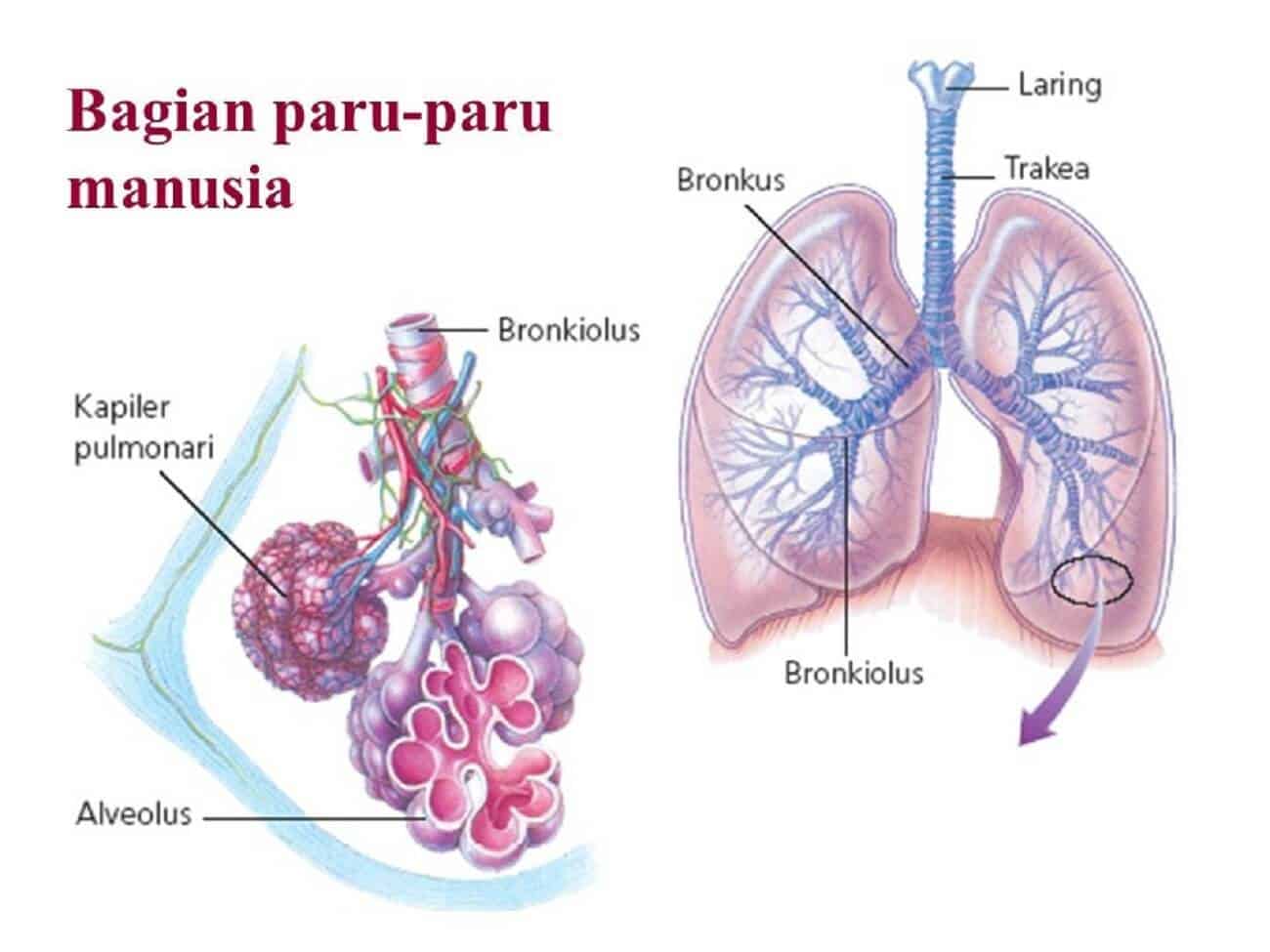 Detail Gambar Paru Paru Dan Bagian Bagiannya Nomer 20