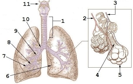 Detail Gambar Paru Paru Dan Bagian Bagiannya Nomer 30