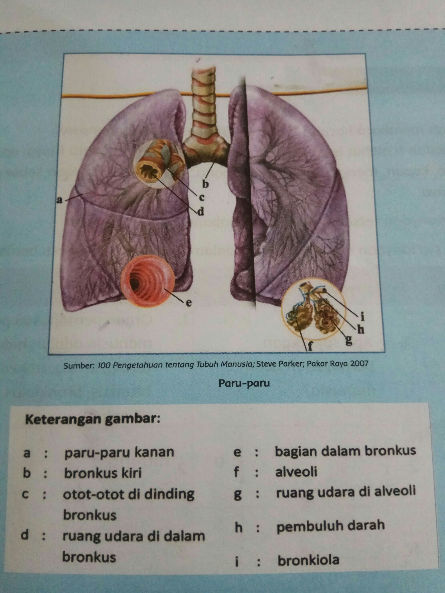 Detail Gambar Paru Paru Dan Bagian Bagiannya Nomer 45