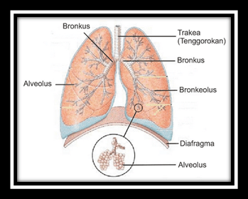 Detail Gambar Paru Paru Dan Bagian Bagiannya Nomer 53