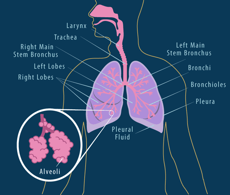 Detail Gambar Paru Paru Dan Bagiannya Nomer 2