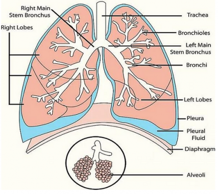 Detail Gambar Paru Paru Dan Bagiannya Nomer 12
