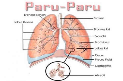 Detail Gambar Paru Paru Dan Bagiannya Nomer 15