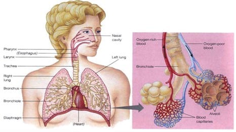 Detail Gambar Paru Paru Dan Bagiannya Nomer 20