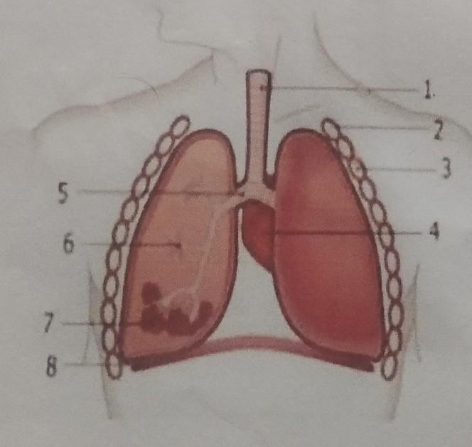 Detail Gambar Paru Paru Dan Bagiannya Nomer 31