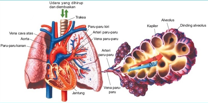 Detail Gambar Paru Paru Dan Bagiannya Nomer 33