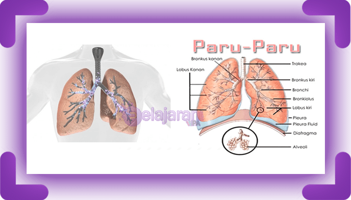 Detail Gambar Paru Paru Dan Bagiannya Nomer 5