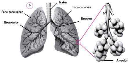 Detail Gambar Paru Paru Dan Bagiannya Nomer 45