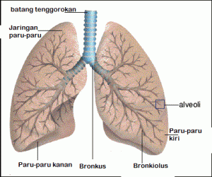 Detail Gambar Paru Paru Dan Bagiannya Nomer 46