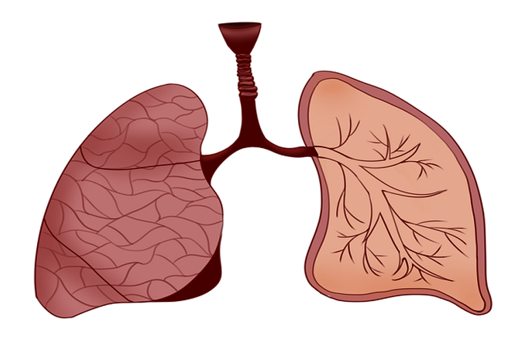 Detail Gambar Paru Paru Dan Jantung Nomer 32