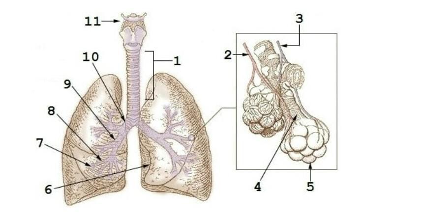 Detail Gambar Paru Paru Dan Keterangan Nya Nomer 14