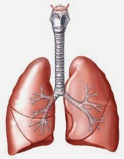 Detail Gambar Paru Paru Dan Keterangan Nya Nomer 40
