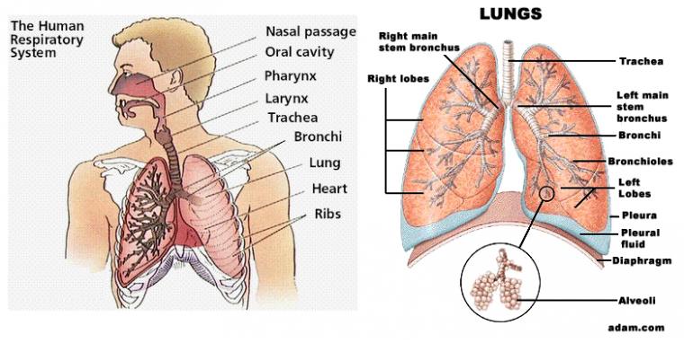 Detail Gambar Paru Paru Dan Keterangan Nya Nomer 48