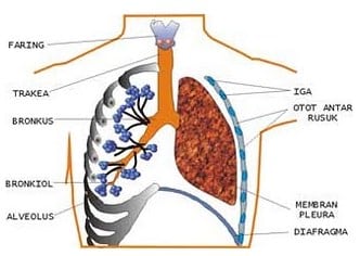 Detail Gambar Paru Paru Dan Keterangan Nya Nomer 49