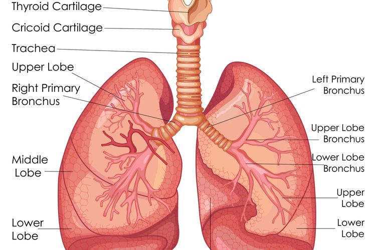 Detail Gambar Paru Paru Dan Keterangannya Nomer 9