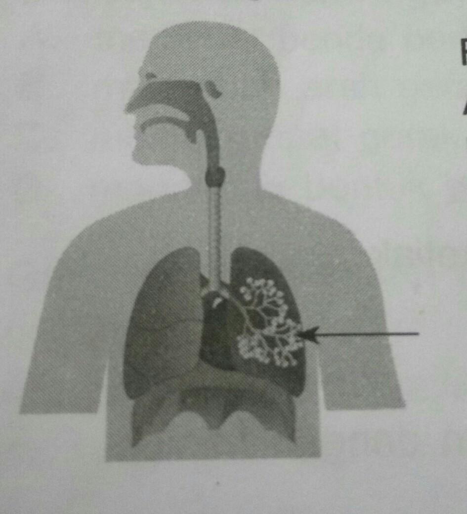 Detail Gambar Paru Paru Dikasih Panah Nomer 11