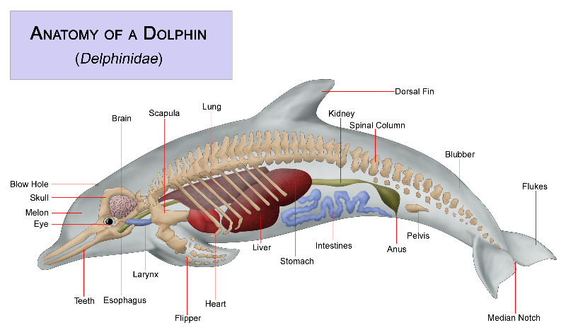 Detail Gambar Paru Paru Ikan Lumba Lumba Nomer 8