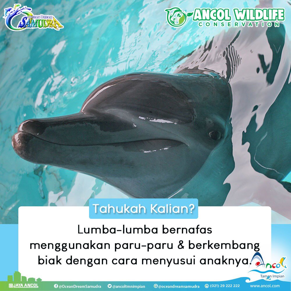 Detail Gambar Paru Paru Ikan Lumba Lumba Nomer 22