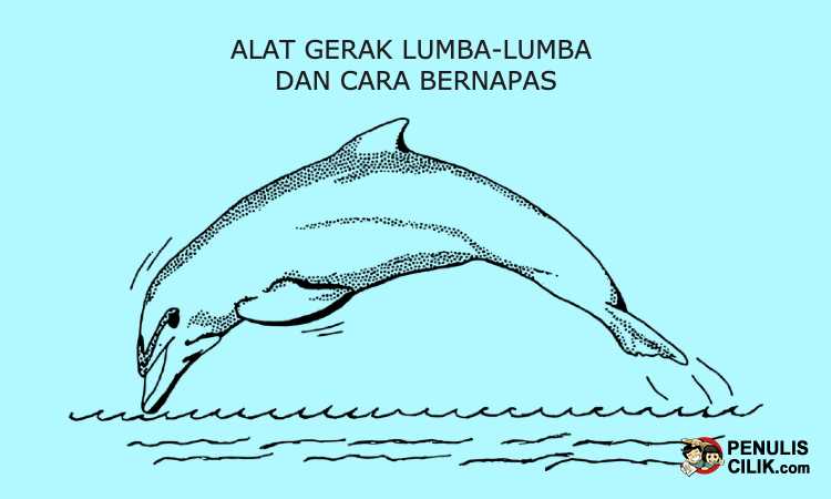 Detail Gambar Paru Paru Ikan Lumba Lumba Nomer 38