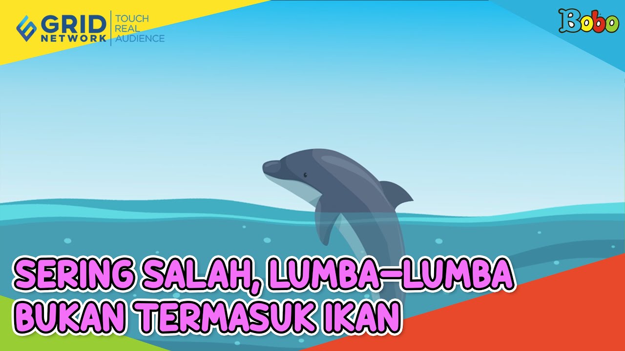 Detail Gambar Paru Paru Ikan Lumba Lumba Nomer 47