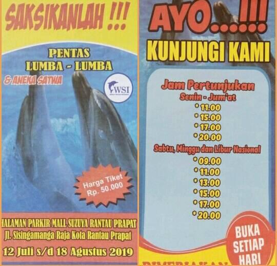 Detail Gambar Paru Paru Ikan Lumba Lumba Nomer 52