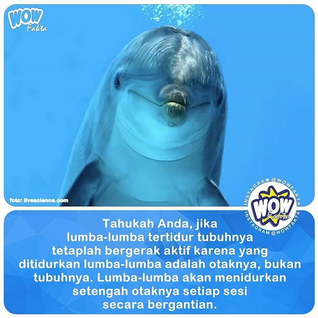 Detail Gambar Paru Paru Ikan Lumba Lumba Nomer 5