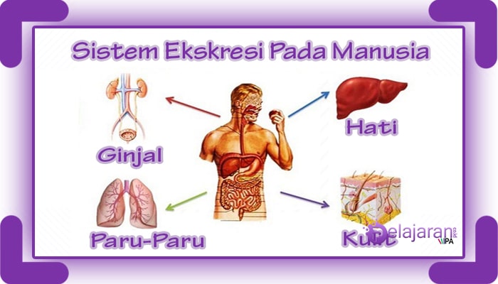 Detail Gambar Paru Paru Sebagai Alat Ekskresi Gambar Kulit Sebagai Alat Ekskresi Nomer 25