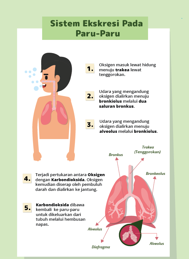 Detail Gambar Paru Paru Sebagai Alat Ekskresi Gambar Kulit Sebagai Alat Ekskresi Nomer 27