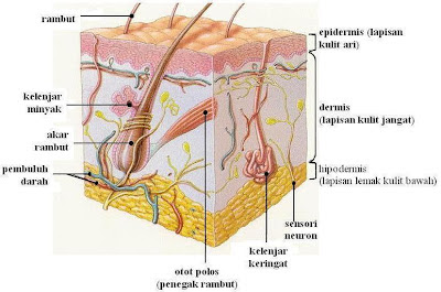 Detail Gambar Paru Paru Sebagai Alat Ekskresi Gambar Kulit Sebagai Alat Ekskresi Nomer 34