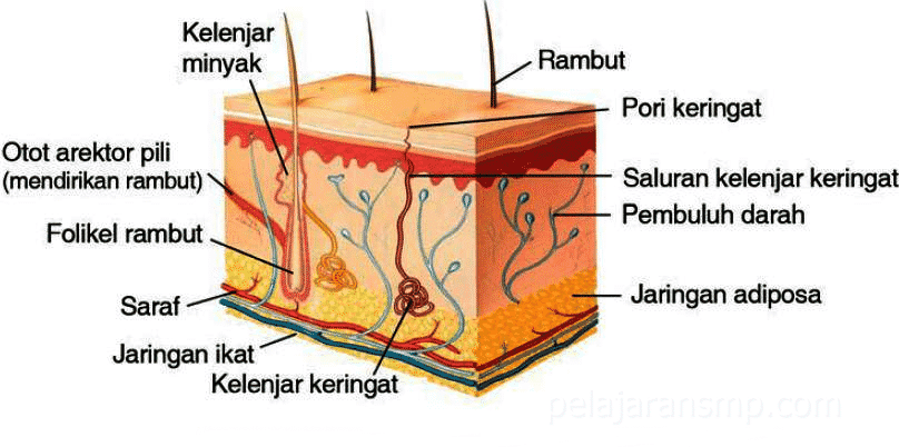 Detail Gambar Paru Paru Sebagai Alat Ekskresi Gambar Kulit Sebagai Alat Ekskresi Nomer 37