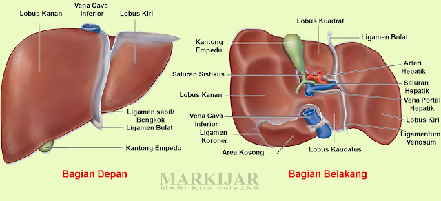 Detail Gambar Paru Paru Sebagai Alat Ekskresi Gambar Kulit Sebagai Alat Ekskresi Nomer 39