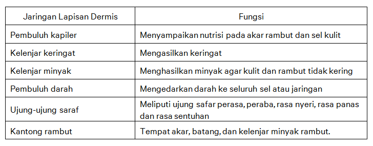 Detail Gambar Paru Paru Sebagai Alat Ekskresi Gambar Kulit Sebagai Alat Ekskresi Nomer 41